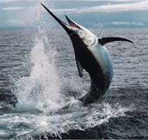 marlinnegrosaltando.jpg